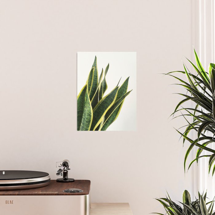 Sansevieria Poster Gallery Image 2