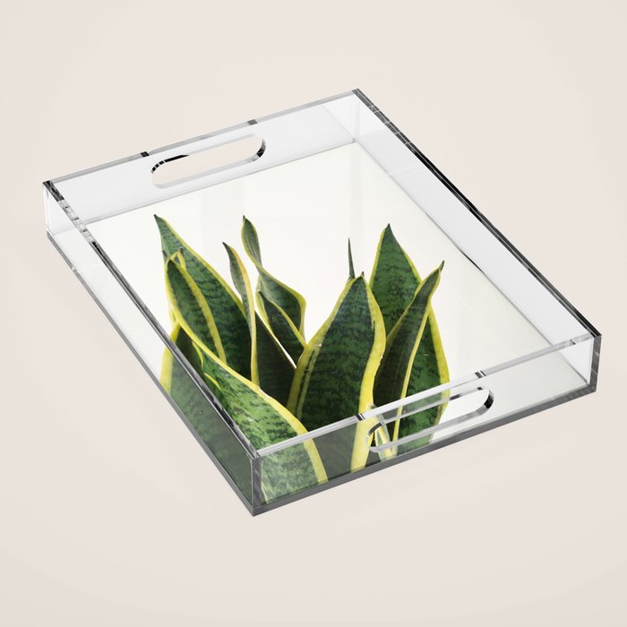 Sansevieria Acrylic Tray Gallery Image 1