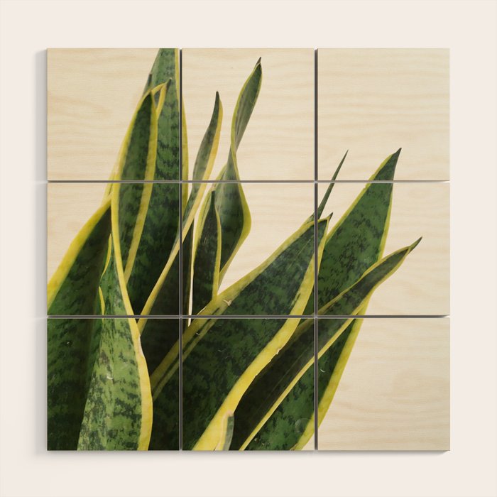 Sansevieria Wood Wall Art Gallery Image 1