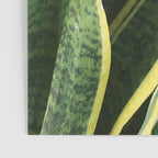 Sansevieria Poster Gallery Image 3