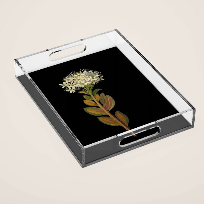 Ledum Latifolium by Mary Delany Paper Collage Floral Flower Botanical Paper Mosaic Vintage Scientific Plant Anatomy  Acrylic Tray Gallery Image 1