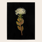 Ledum Latifolium by Mary Delany Paper Collage Floral Flower Botanical Paper Mosaic Vintage Scientific Plant Anatomy  Poster Gallery Image 4