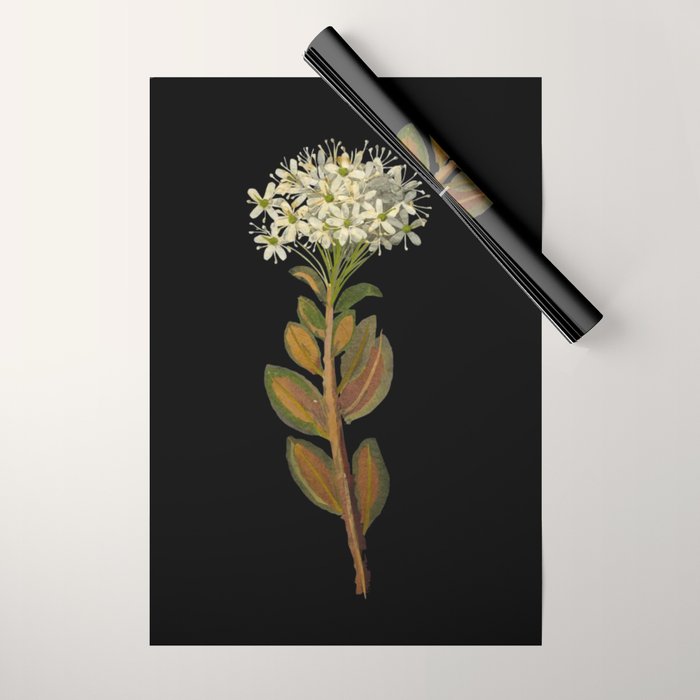 Ledum Latifolium by Mary Delany Paper Collage Floral Flower Botanical Paper Mosaic Vintage Scientific Plant Anatomy  Wrapping Paper Gallery Image 1