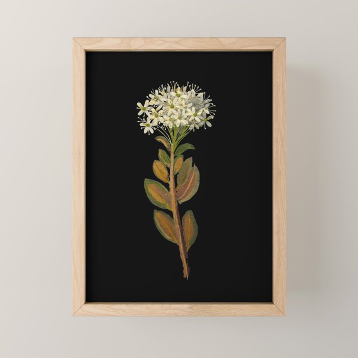 Ledum Latifolium by Mary Delany Paper Collage Floral Flower Botanical Paper Mosaic Vintage Scientific Plant Anatomy  Mini Art Print Gallery Image 1