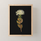 Ledum Latifolium by Mary Delany Paper Collage Floral Flower Botanical Paper Mosaic Vintage Scientific Plant Anatomy  Mini Art Print Gallery Image 1