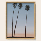three palm trees iv / santa barbara, california Serving Tray Gallery Image 1