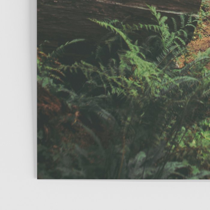 A Walk in the Woods Poster Gallery Image 3