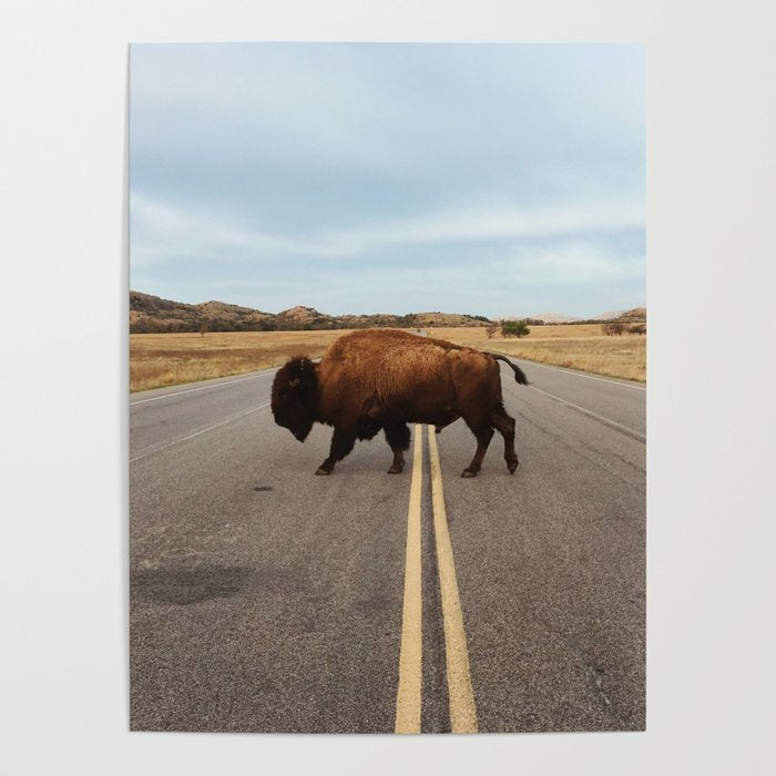 Bison Crossing Road Poster Gallery Image 4