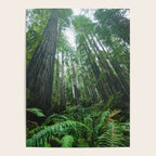 Redwood Forest Adventure IV - National Parks Nature Photography Poster Gallery Image 4