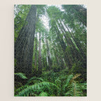 Redwood Forest Adventure IV - National Parks Nature Photography Jigsaw Puzzle Gallery Image 1