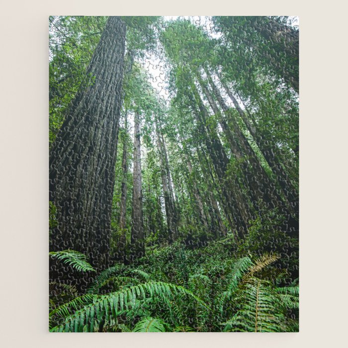 Redwood Forest Adventure IV - National Parks Nature Photography Jigsaw Puzzle Gallery Image 1