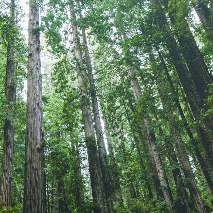 Redwood Forest Adventure IV - National Parks Nature Photography Coffee Mug Gallery Image 2