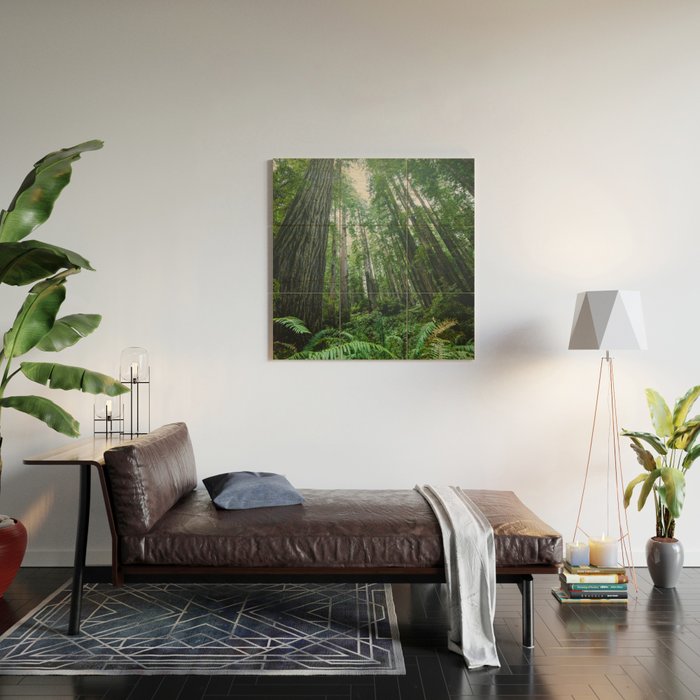 Redwood Forest Adventure IV - National Parks Nature Photography Wood Wall Art Gallery Image 2