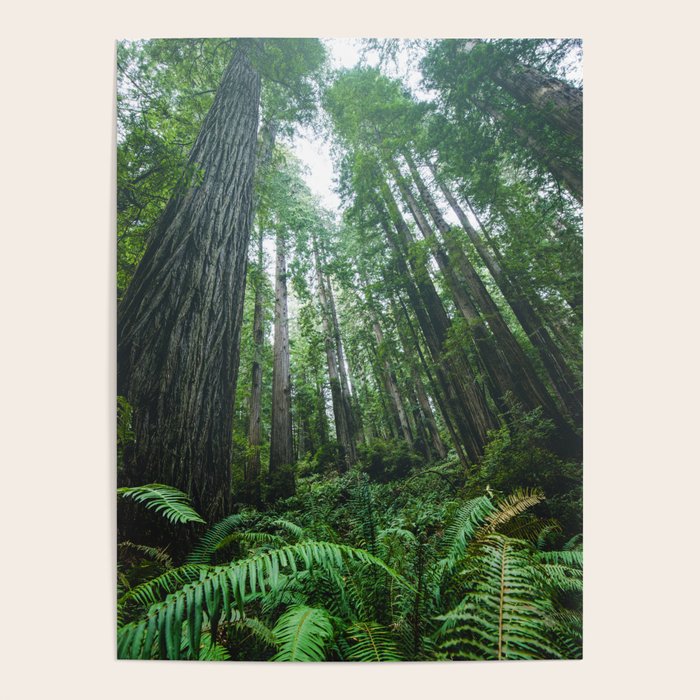 Redwood Forest Adventure IV - National Parks Nature Photography Poster Gallery Image 1
