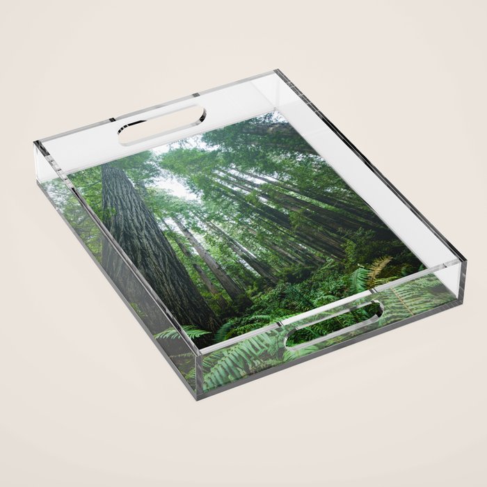 Redwood Forest Adventure IV - National Parks Nature Photography Acrylic Tray Gallery Image 1