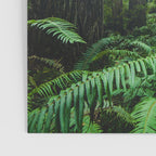 Redwood Forest Adventure IV - National Parks Nature Photography Poster Gallery Image 3