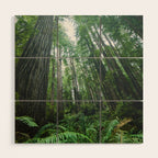 Redwood Forest Adventure IV - National Parks Nature Photography Wood Wall Art Gallery Image 1