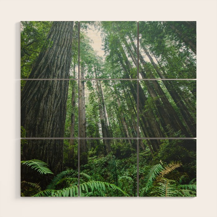 Redwood Forest Adventure IV - National Parks Nature Photography Wood Wall Art Gallery Image 1