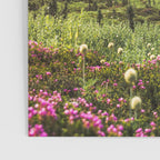 Mountain Wildflower Hiking Highs - 74/365 Poster Gallery Image 3