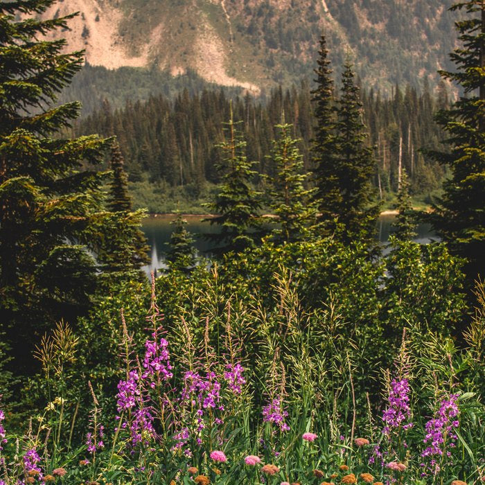 Mount Rainier Wildflower Adventure VI - Pacific Northwest Mountain Forest Wanderlust Coffee Mug Gallery Image 2