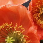 May Sunshine Coffee Mug Gallery Image 2