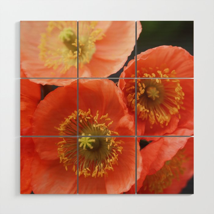 May Sunshine Wood Wall Art Gallery Image 1