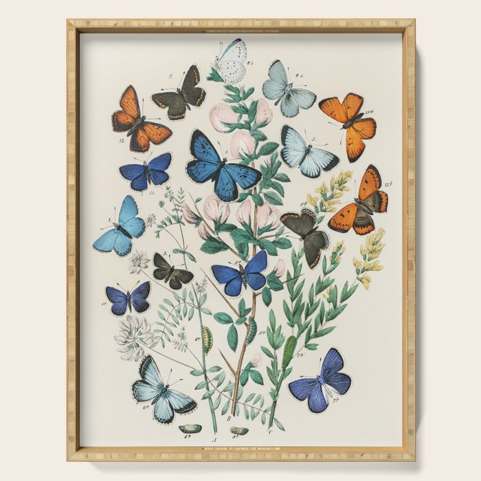 Vintage Scientific Illustration Butterfly Botanical Floral Lithograph Encyclopaedia Diagrams  Serving Tray Gallery Image 1