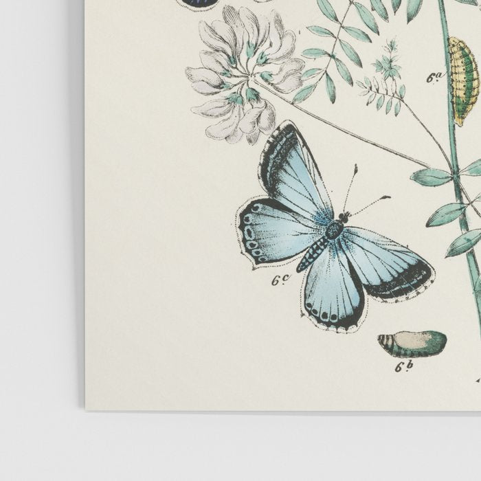 Vintage Scientific Illustration Butterfly Botanical Floral Lithograph Encyclopaedia Diagrams  Poster Gallery Image 3