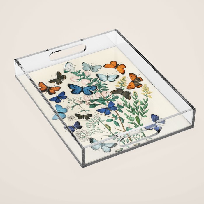 Vintage Scientific Illustration Butterfly Botanical Floral Lithograph Encyclopaedia Diagrams  Acrylic Tray Gallery Image 1