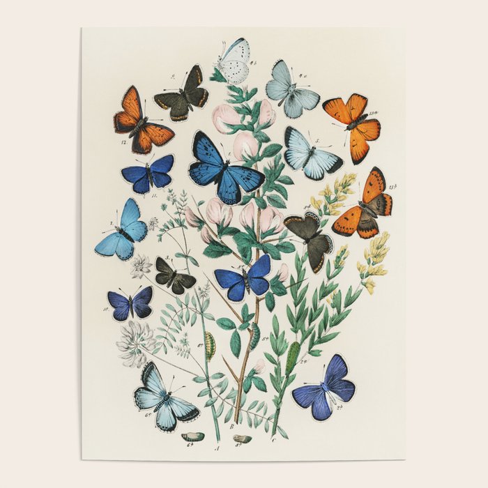Vintage Scientific Illustration Butterfly Botanical Floral Lithograph Encyclopaedia Diagrams  Poster Gallery Image 4