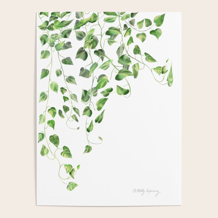 Golden Pothos - Ivy Poster Gallery Image 4