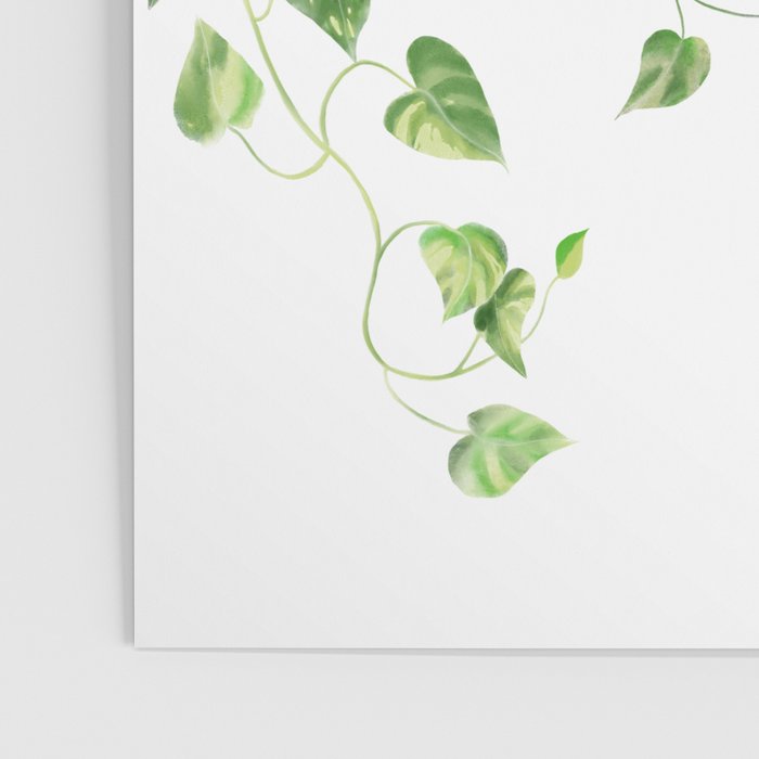Golden Pothos - Ivy Poster Gallery Image 3