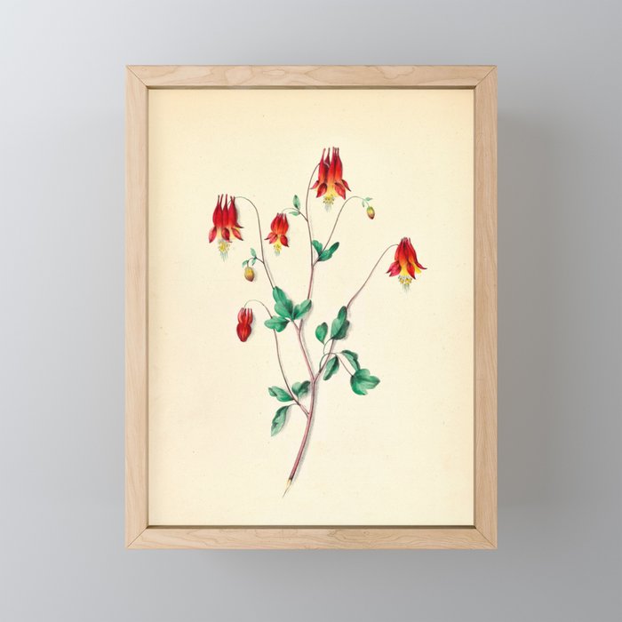  Wild Columbine by Clarissa Munger Badger, 1859 (benefitting The Nature Conservancy) Mini Art Print Gallery Image 1