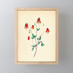  Wild Columbine by Clarissa Munger Badger, 1859 (benefitting The Nature Conservancy) Mini Art Print Gallery Image 1