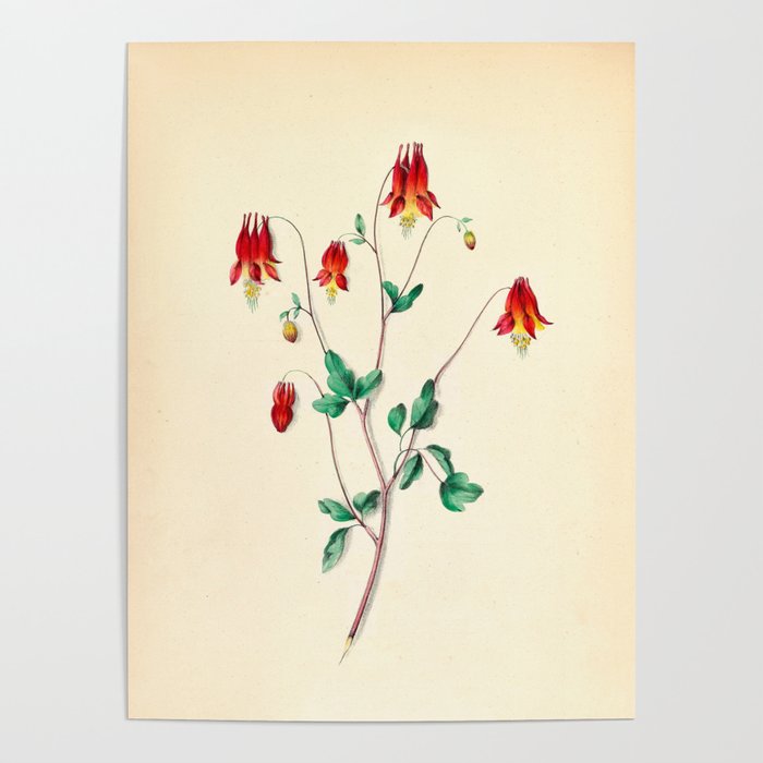  Wild Columbine by Clarissa Munger Badger, 1859 (benefitting The Nature Conservancy) Poster Gallery Image 4