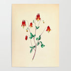  Wild Columbine by Clarissa Munger Badger, 1859 (benefitting The Nature Conservancy) Poster Gallery Image 4