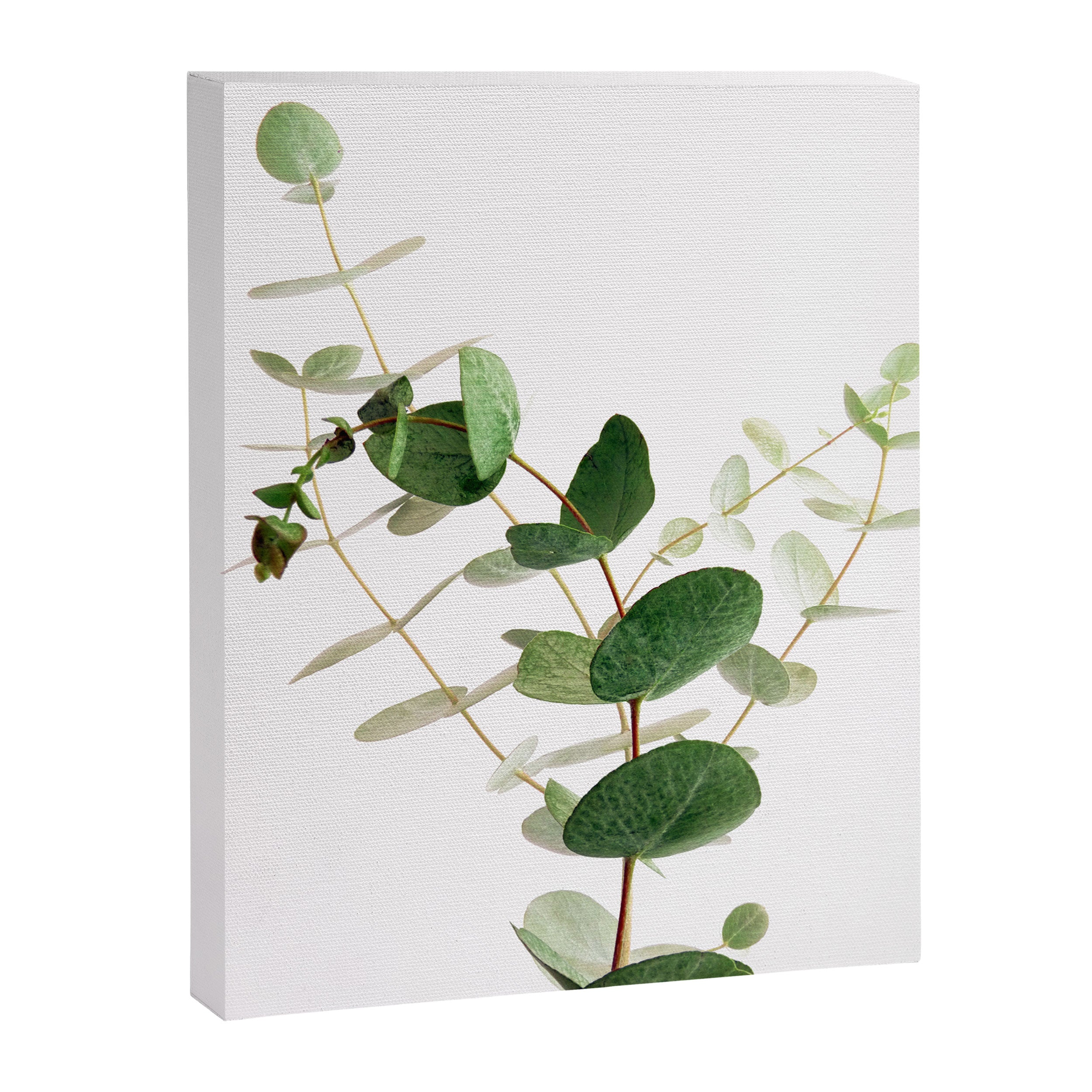 Eucalyptus Canvas Print Gallery Image 3