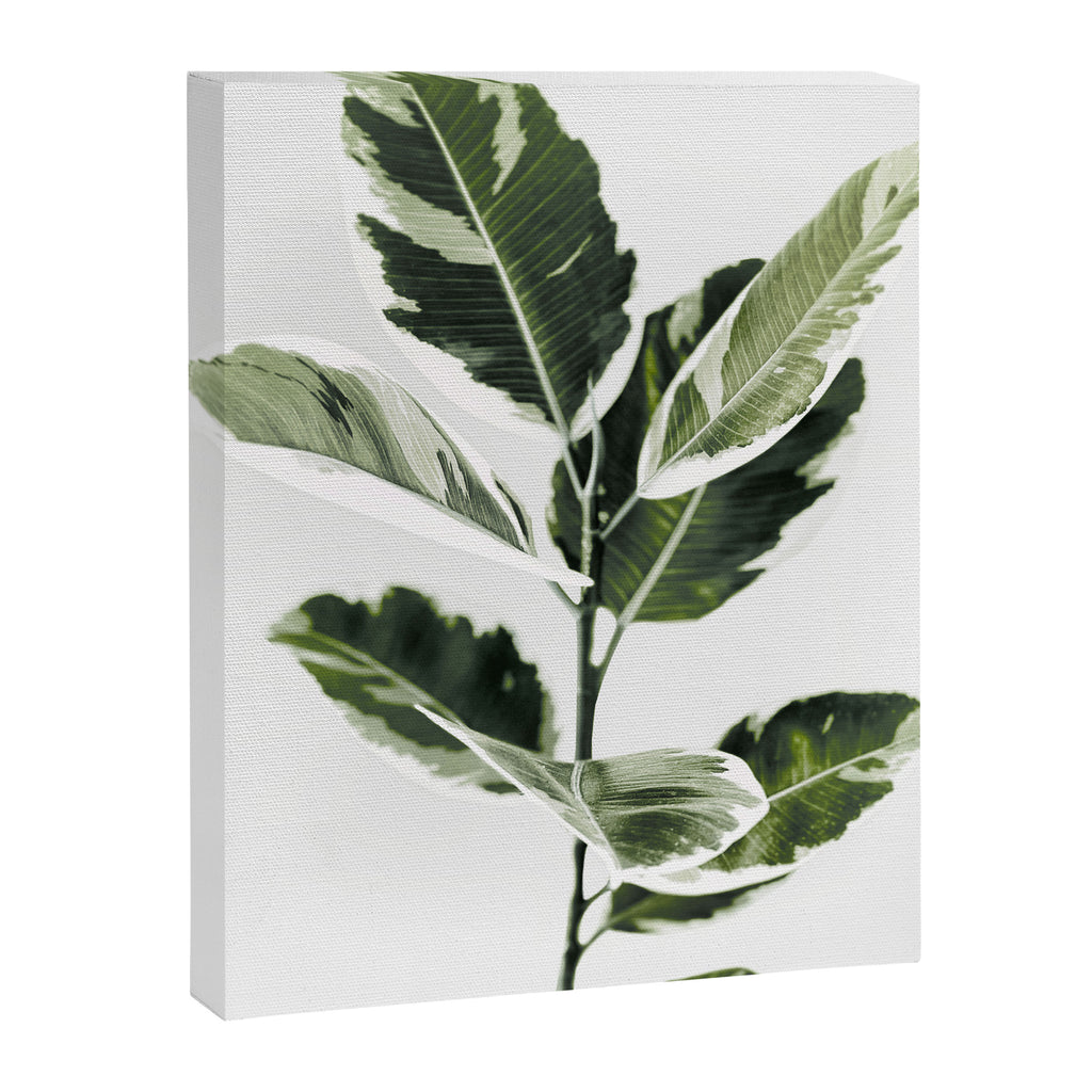 Ficus  Canvas Print Gallery Image 6