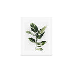 Ficus  Art Print Gallery Image 1