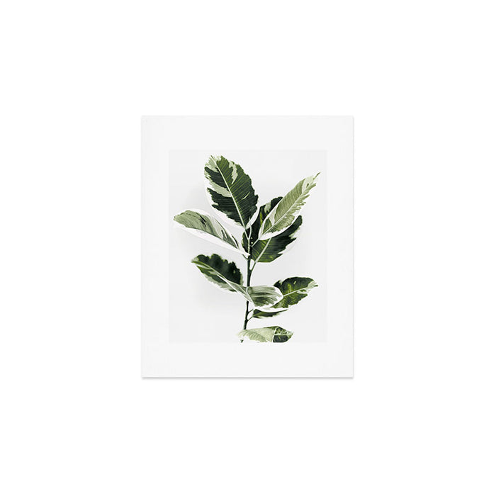 Ficus  Art Print Gallery Image 1