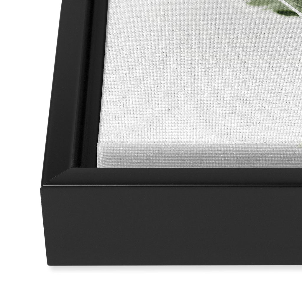 Ficus  Framed Canvas Print Gallery Image 3