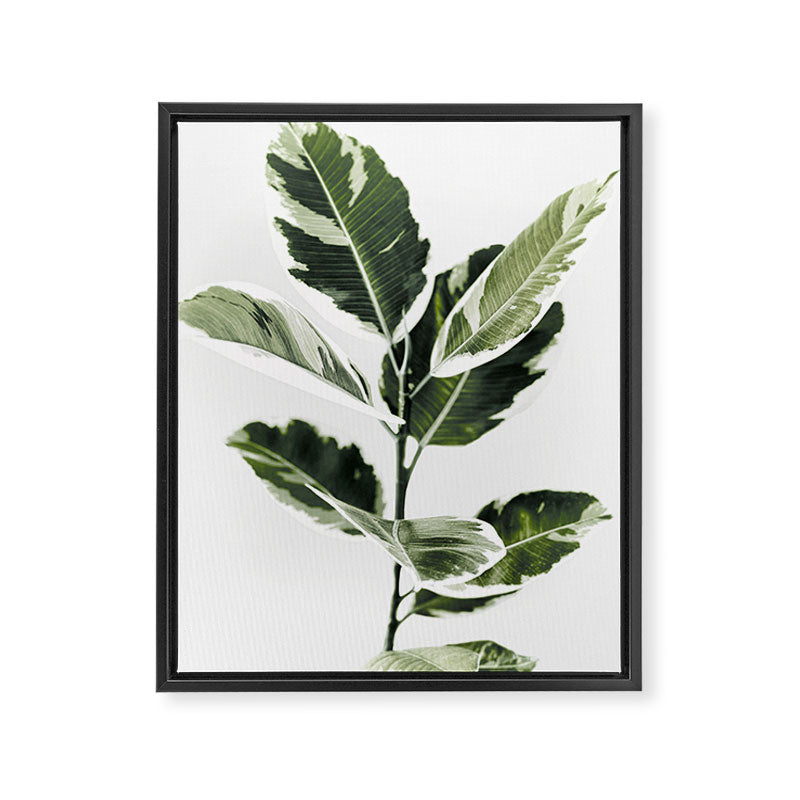 Ficus  Framed Canvas Print Gallery Image 6