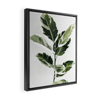 Ficus  Framed Canvas Print Gallery Image 2