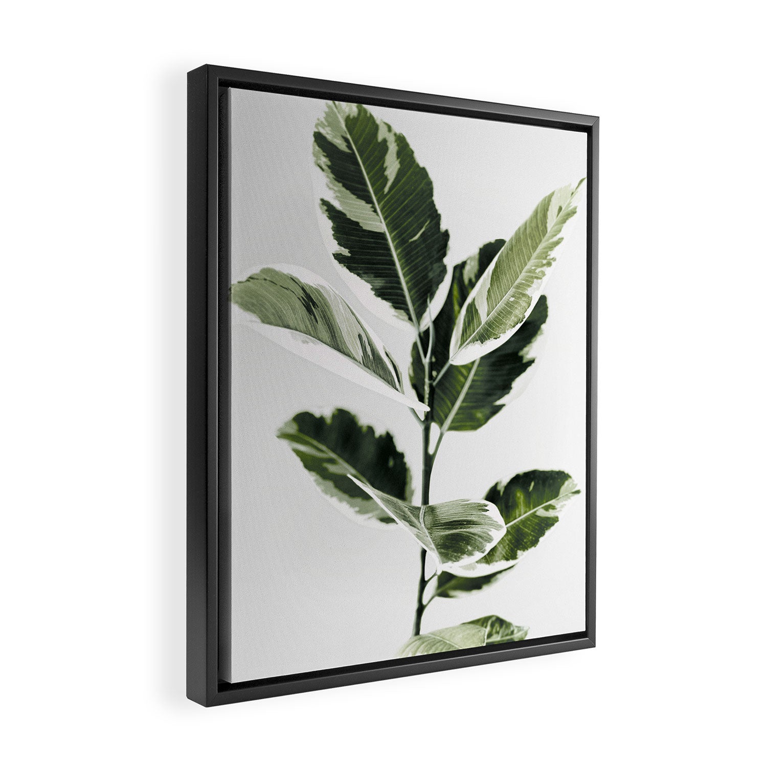 Ficus  Framed Canvas Print Gallery Image 2