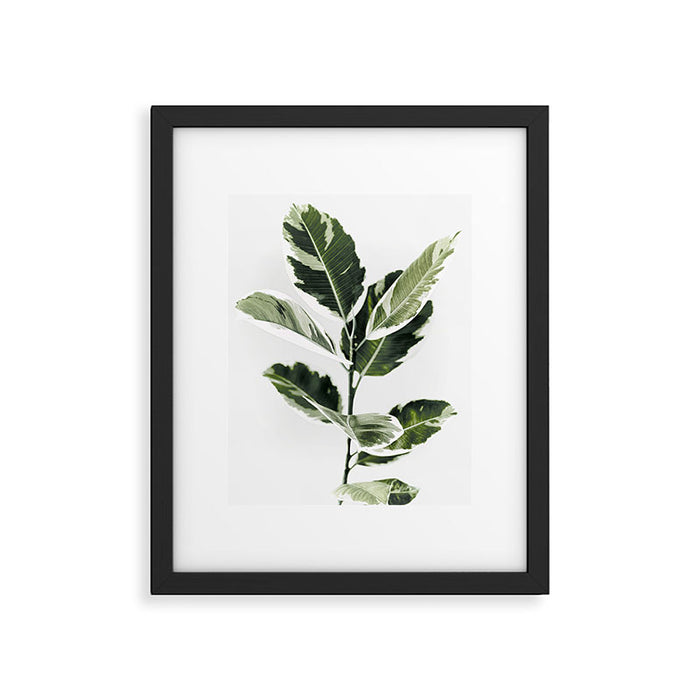 Ficus  Framed Art Print Gallery Image 1