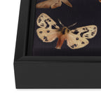 Night butterflies 2 Framed Canvas Print Gallery Image 3