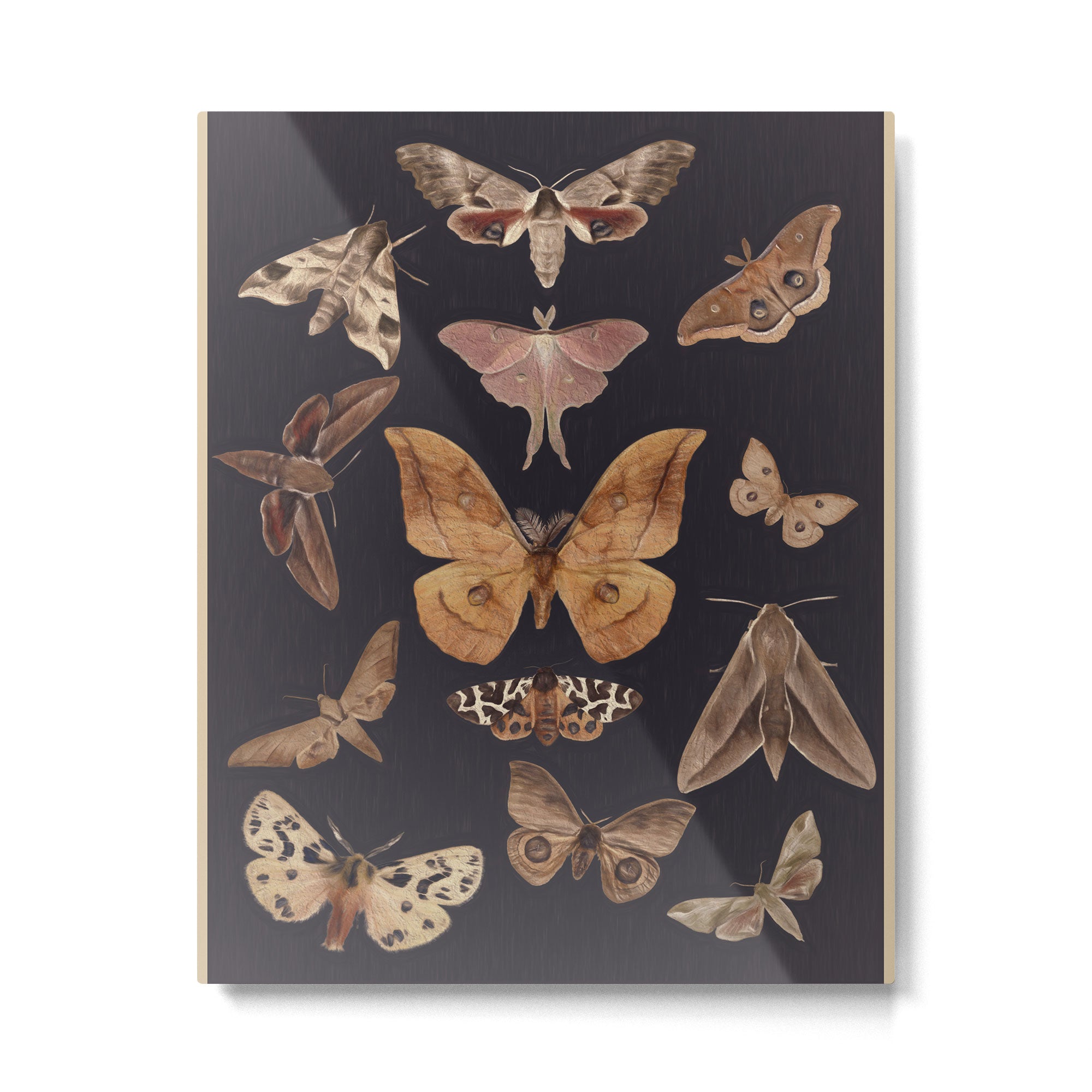 Night butterflies 2 Metal Print Gallery Image 4
