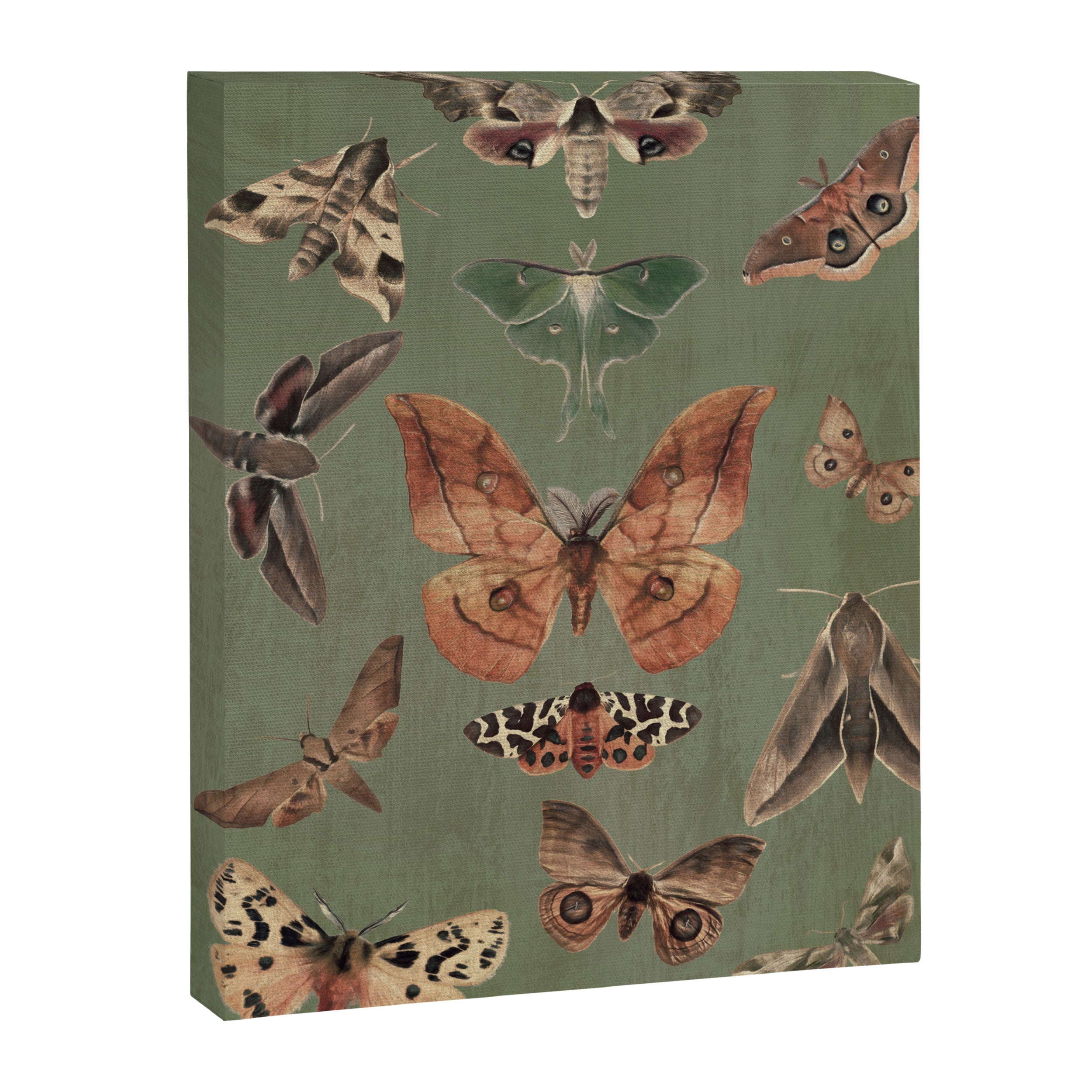 Night butterflies Canvas Print Gallery Image 6
