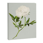 White Rose 2 Canvas Print Gallery Image 6