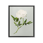 White Rose 2 Framed Canvas Print Gallery Image 6